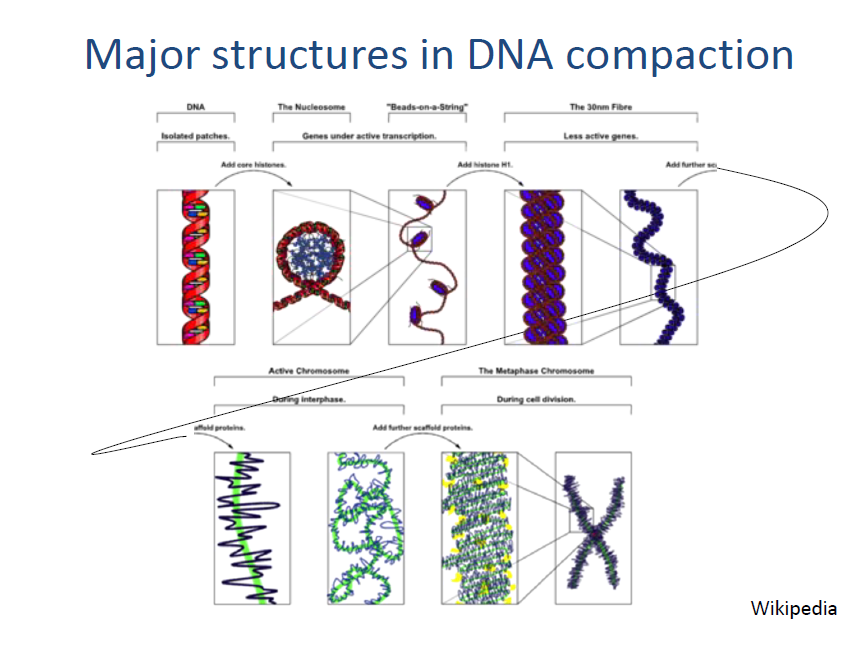 Major Structures in DNA Compaction